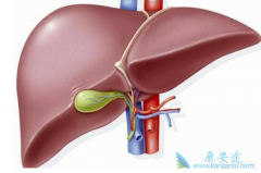 ��ŵ��Τ��������������HBV/�Ҹβ���ĸӤ�����ĸ���