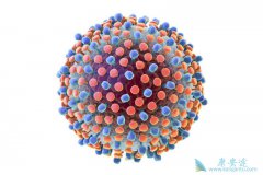 ������ʲô�������ο���������