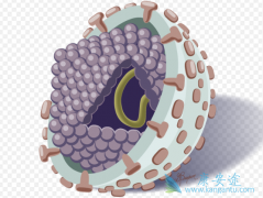 ���β�����Σ����HIV�ϲ����ε�����ԭ��