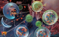 ������־�������ǲ���һ����ʾ���˰�֢��