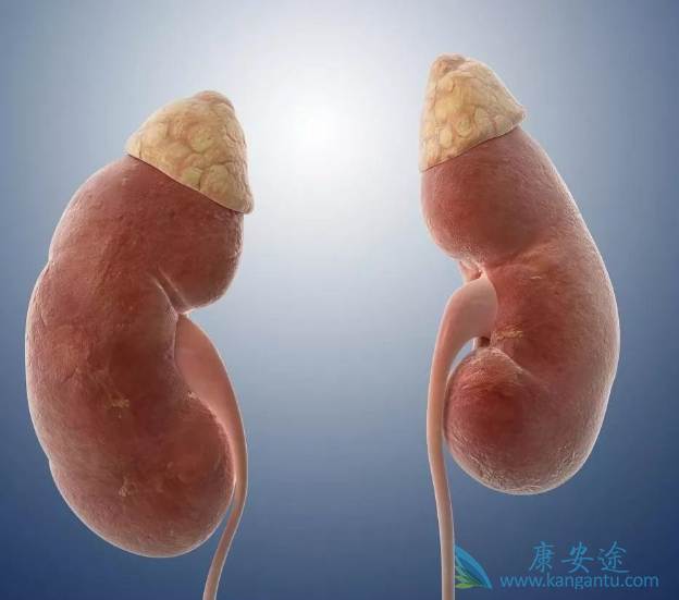 肾上腺肿瘤 肾上腺肿瘤