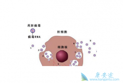 ��Щ��ȺӦ�ö���ɸ����β�����Ⱦ��