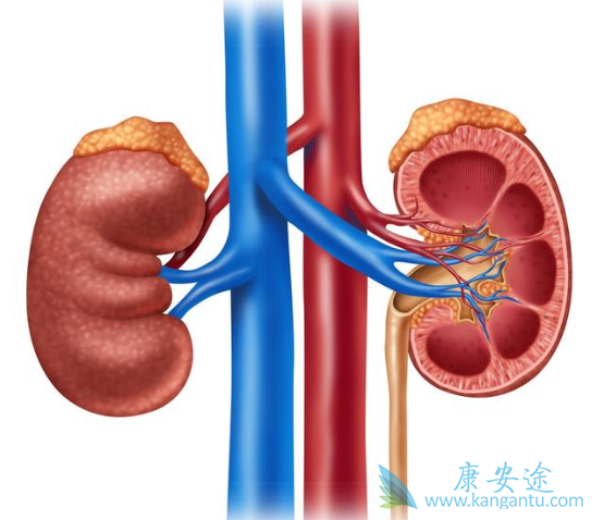 肾癌晚期能活多久 肾癌晚期能活多久