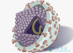 ���ο��������𣿳�ʲôҩ�ã�