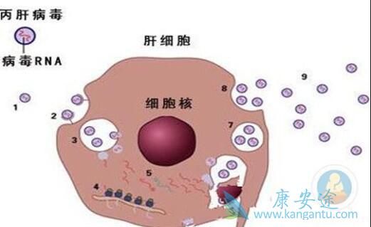丙肝病毒抗体 丙肝病毒抗体