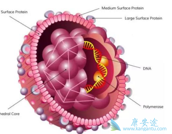 乙肝核心抗体 乙肝核心抗体