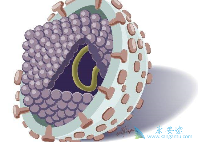 丙肝病毒 丙肝病毒