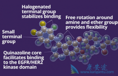 EGFR����ķΰ����߿���ʹ�ò�������������