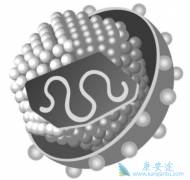 ������ʲô�������������ƺ���