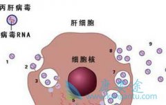 ���͸��׵�Σ����ʲô��