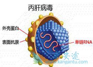 丙肝病毒 丙肝病毒