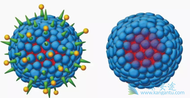 乙肝核心抗体阳性是什么意思;乙肝 乙肝核心抗体阳性是什么意思;乙肝