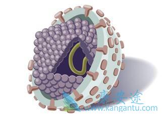 丙肝病毒 丙肝病毒