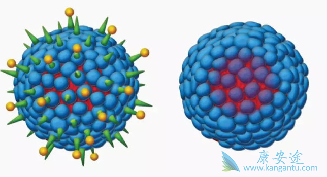乙肝传播途径;乙肝表面抗体阳性 乙肝传播途径;乙肝表面抗体阳性