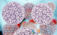 ��������Ҫ�����β����������𣿱��ε���������Щ��