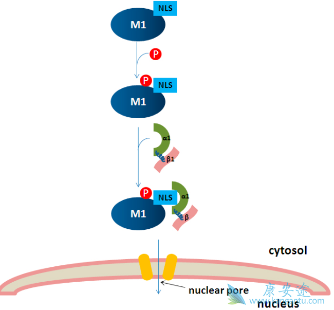 抗病毒药物;恩替卡韦 抗病毒药物;恩替卡韦