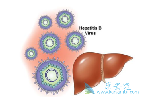治疗乙肝;乙肝病毒 治疗乙肝;乙肝病毒