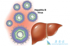 Ϊ�������Ҹ����԰뻹Ҫ��HBV DNA��飿