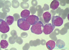 ά���п��ڼ�����ϸ����Ѫ���е�Ӧ��