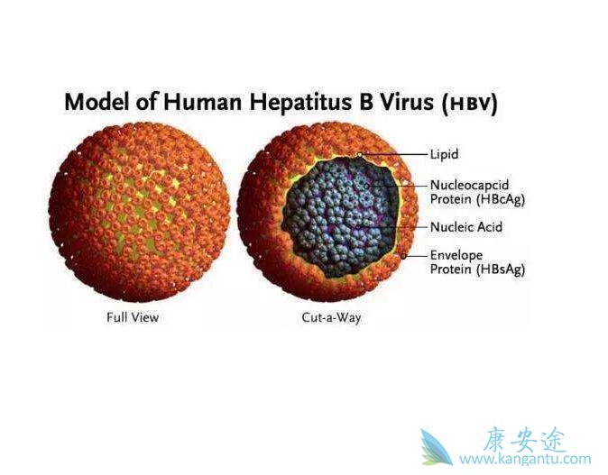 乙肝核心抗体 乙肝核心抗体
