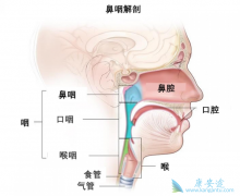 �������ʰ���ԭ������Щ�����Ʊ��ʰ�����Щ�ֶΣ�