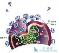 ȫ��HCV��Ⱦ�ʵĻ�����3%���� ���β����Ĵ�Ⱦ;������Щ