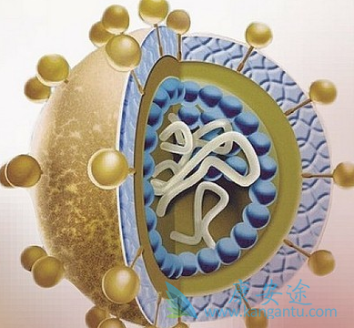 乙肝病毒;乙肝新药 乙肝病毒;乙肝新药