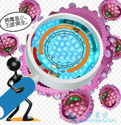 乙肝的传播途径 乙肝的传播途径