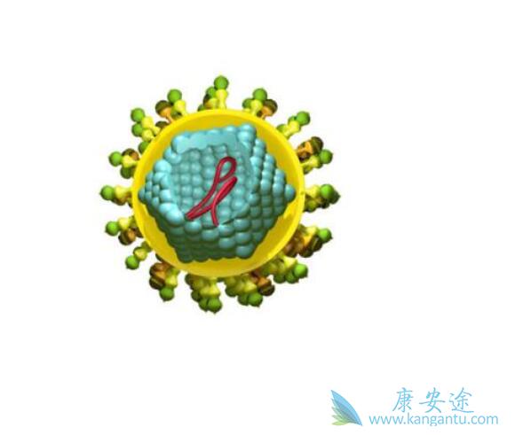 丙型肝炎病毒 丙型肝炎病毒
