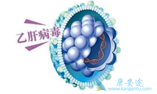 乙肝病毒 乙肝病毒