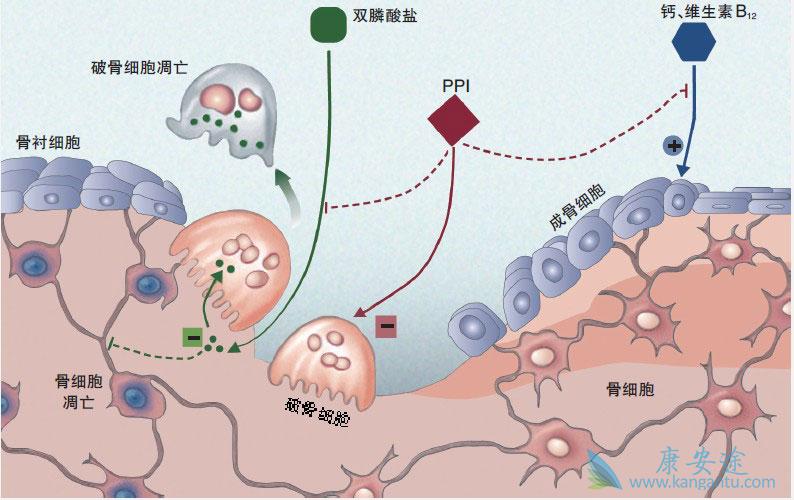双膦酸盐 双膦酸盐