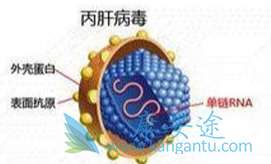 治疗丙肝 治疗丙肝