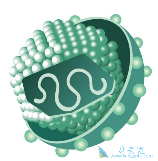 丙肝病毒 丙肝病毒