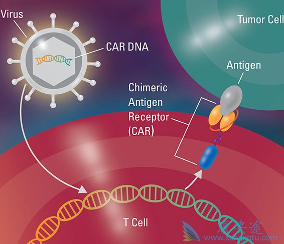 Kite��˾��car-t�Ʒ�YESCARTA����׼������Щ��֢��