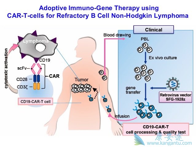 CD19��������Bϸ����������Ч����ô����