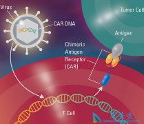 CAR-Tϸ���Ʒ����������Դ�Bϸ���ܰ���Ч����ô����